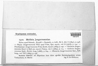 Mniaecia jungermanniae image